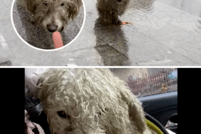 The dog walked to the girl in pain and begged for help, then something shocking happened.