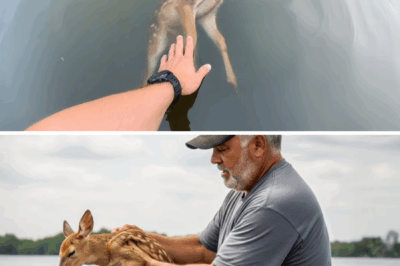 Discovering the deer’s body, the man approached and a terrible thing happened
