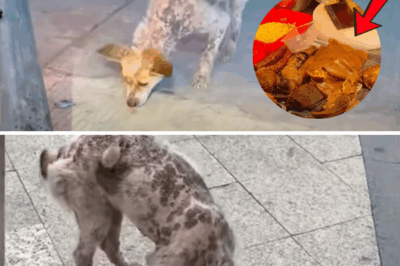 From the Streets to a Loving Home: Mao Mao’s Journey of Trust and Transformation