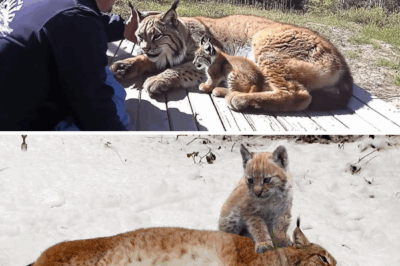 A crying lynx brought her dying cub to this man, and the incredible happened! Story