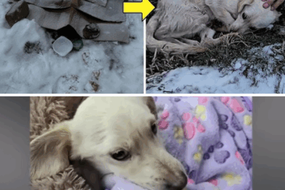 All burst into tears as we lifted the cardboard, the fishy smell and teary face