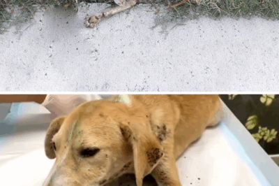 From Despair to Joy: Victoria’s Remarkable Journey from Neglect to a Loving Home