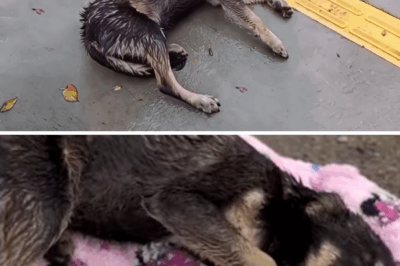 He laid motionless under the pouring rain, paralyzed and helpless waiting for his end alone