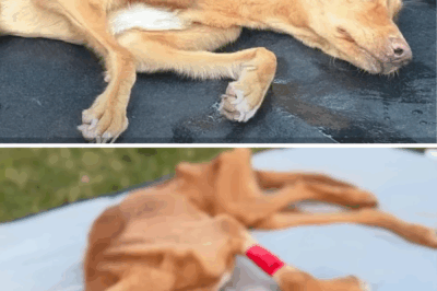 She was found barely alive among lifeless dogs! She can’t stand, she can’t cry, but still fighting!