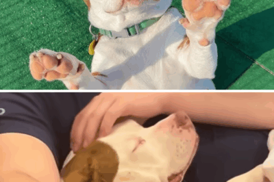 Woman Brought Home A Dog And His Reaction Is Unforgettable