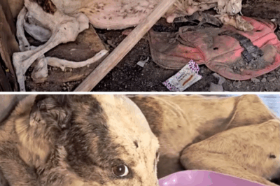 She collapsed in the backyard, starved and drained by ticks — from a dark cage to loving arms