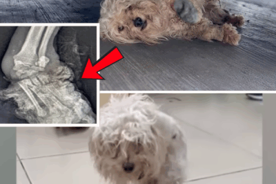 Trembling and Hiding Under a Car With a Rotting Leg, the Dog Seemed to Know Its Fate