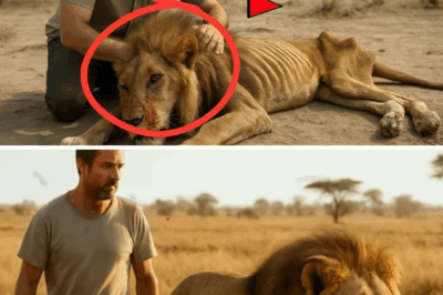 Man finds lion on the brink of death — the animal’s reaction stuns the world!