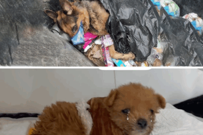 I Found Him Fading In Silence – He Cried, Then Smiled The Purest Smile When Given Him First Toy…