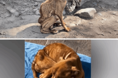 Chained since he was one month old, when the chains broke he took a few steps and then collapsed