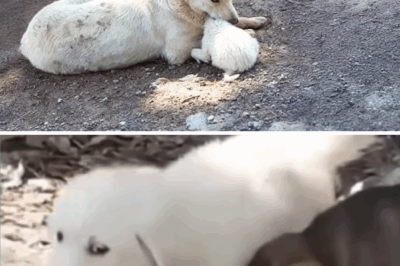 They Left Her Behind After Job Was Done – This Mother Dog Clings to Her Crippled Puppy