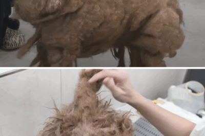 From Neglect to New Beginnings: The Remarkable Rescue and Transformation of Bami the Poodle