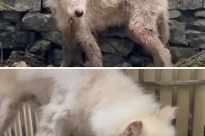Abused Samoyed Rescued from Neglect, Begins Journey to Recovery