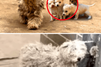 Opened the door and found 4 tiny puppies and their mom… What happened next shocked me!