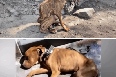 Chained since he was one month old, when the chains broke he took a few steps and then collapsed