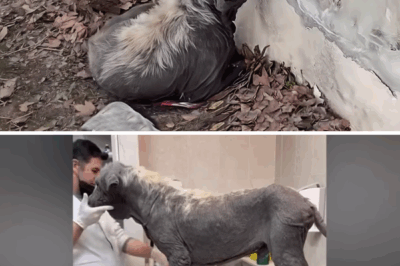 “Follow me, I will love you”, The old dog who lost hope, looked up at me and broke in tears