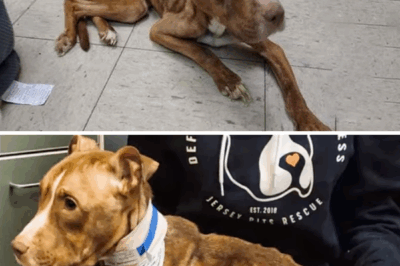 “PLEASE HELP ME”, She Cried And Screamed After Waking Up – A Sweet Ending…