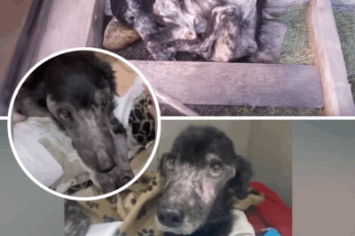 “Let Me Teach Him a Lesson” – His Dog Collapsed, Begging… But He Slammed the Door