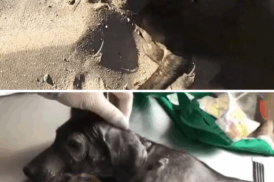 Buried In Hot Beach Sand, Crippled Puppy Tries To Raise Its Head For Help…