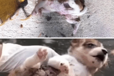 Abandoned puppy screams in pain, her tiny heart exposed, while thousands of fleas eat her alive!