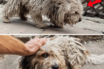 YOU WON’T BELIEVE how this DOG looks before shaving all this matted fur