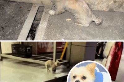 “Please take it home, Dad.” My daughter cried and begged me to save the badly injured puppy