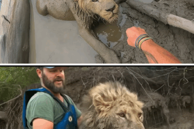 A Lion Called Hope: The Remarkable Rescue in Grit Valley