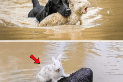 Dog Risks His Life Saving a Drowning Rabbit, What Happens Next Is Unbelievable