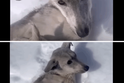 The dog was sold by its owner in the snow at -21°C, when a girl came, something shocking happened