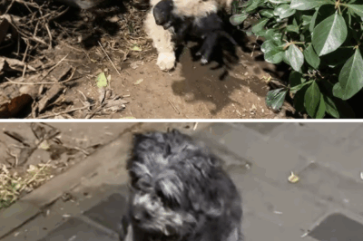 A Tale of Compassion: Rescuing a Stray Dog Family from the Wilderness