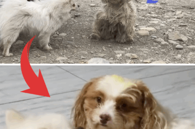 “I’m Cold… Can You Warm Me?” — The Moment a Stray Dog Found Someone to Trust
