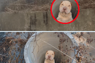 Abandoned under a sewer, she couldn’t walk, her eyes begged, “Please… don’t leave me like they did”