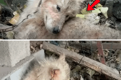 Rescued from Darkness: The Remarkable Recovery of a Samoyed