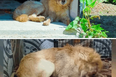 Due to a Dog Fight, the dog with a Large Head Wound was Rescued.