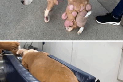She was dumped in front of a shelter suffered hundred tumors, but nothing could stop her enjoy life!