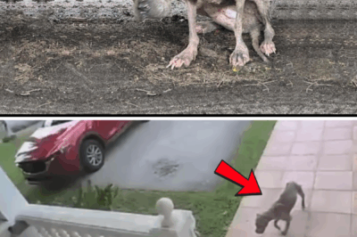 Abandoned and trembling, she knocked on a door—just begging for shelter from the raging hurricane.