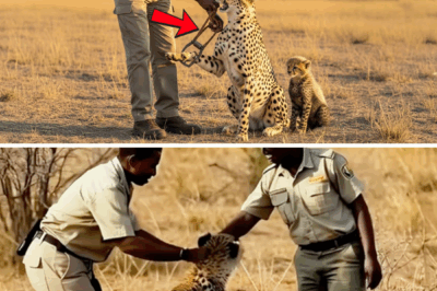 Spectacular moment: Man saves mother cheetah from iron trap in the wild