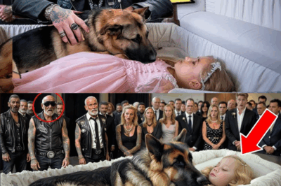 The Dog Did Not Leave the Girl’s Coffin, Then the bikers Found Out the Shocking Truth!