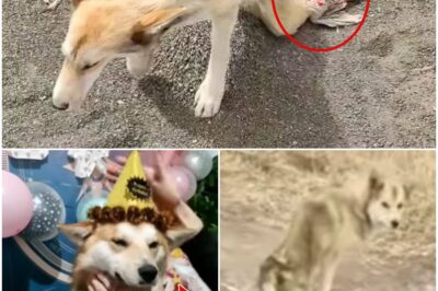 Abandoned Dog Finds Hope and New Home in Heartwarming Rescue Tale