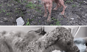 cried loudly every time she moved – her hardened skin cracking with every step she took