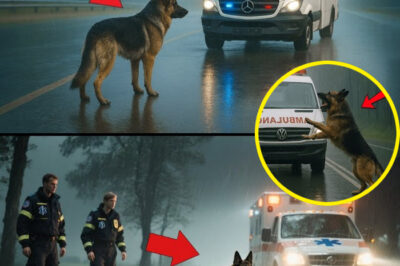 A Dog Stops the Ambulance in the Rain — What They Found Will Break Your Heart