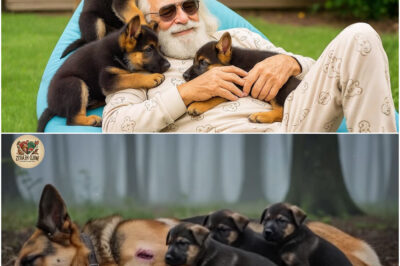 A Veteran Saved 3 German Shepherd Puppies—Years Later, You Won’t Believe How They Returned the Favor