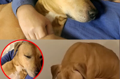 He never made a sound after being rescued from dog fights — not until he truly loved his owner.