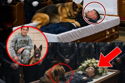 The funeral, a K9 dog jumped onto the veteran’s body—what happened next left everyone in tears…