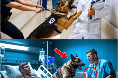 Dog Goes to Say Goodbye to Its Police Owner, But Notices Something Strange and Stops the Doctor