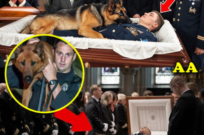 At the funeral, a K9 dog jumped onto the veteran’s body—what happened next left everyone in tears…
