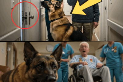 K9 discovers a secret room in a nursing home — what they found inside left the entire town stunned.