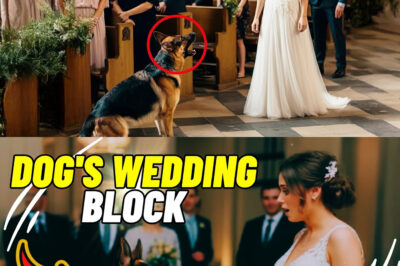 At the wedding, the bride’s dog suddenly blocked her path. Moments later, everyone was stunned by what unfolded next…