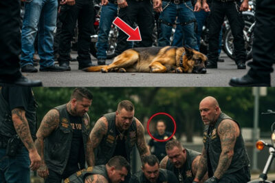 A K9 Dog Is Injured by Cruel Bikers, Unaware That His Trainer Will Show No Mercy