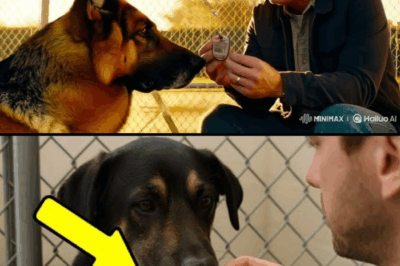 Every family rejected this “broken” dog—until one man read five chilling words on its collar… and broke down in tears.